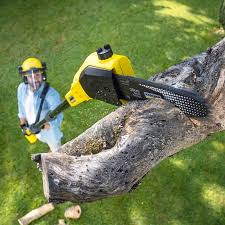 Professional Tree Removal and Landscaping Services in Barberton, OH